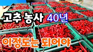고추 농사 이정도는 되어야! 40년 고추 농사 이정도는 되야