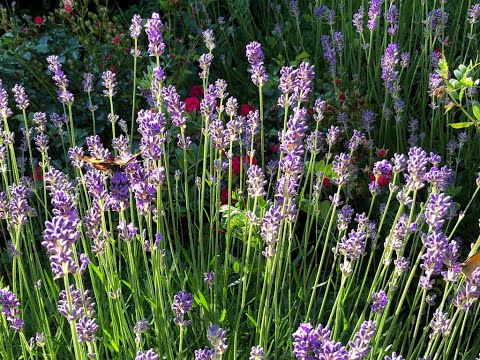 Achtsamkeit und Geistesruhe mit Körper und Atem - Meditationsstunde - 30.6.2022 - Yesche