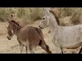 Donkey Meetup With BIG Male Donkey فيديو تزاوج الحمير Donkeymating
