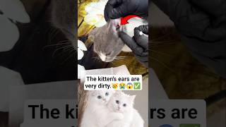 The kitten's ears are very dirty.#KittenCare #CatCare #KittenGrooming #PetCare #CatGrooming