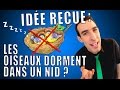 IDÉE REÇUE : Les oiseaux dorment dans un nid ?