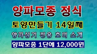 [텃밭농부 1,709]  양파모종 정식. 전용 호미 소개. 토양만들기 14일째 #양파재배