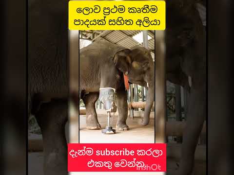 බලන්න එයගේ සතුට #trending #elephant #srilanka #shorts