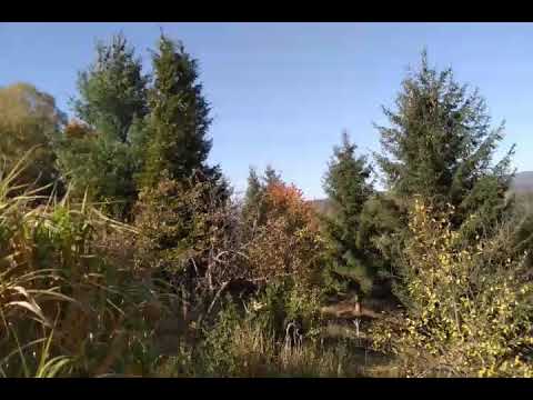 Weiber mit Rhesusfaktor negativ..., Blutgruppen, was ist die Wahrheit, was ist Lüge?!