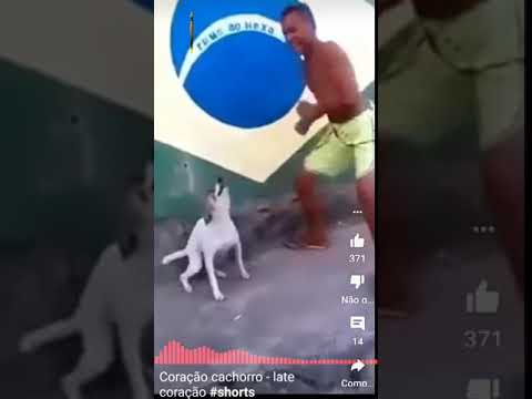 coração cachorro 🐕
