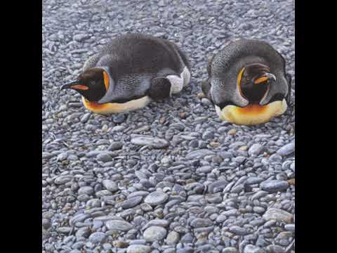 Collection of Penguin and Seabird Paintings by British Bird Artist Alan M Hunt