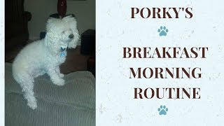 Porky The Poodle Treat & Breakfast Routine