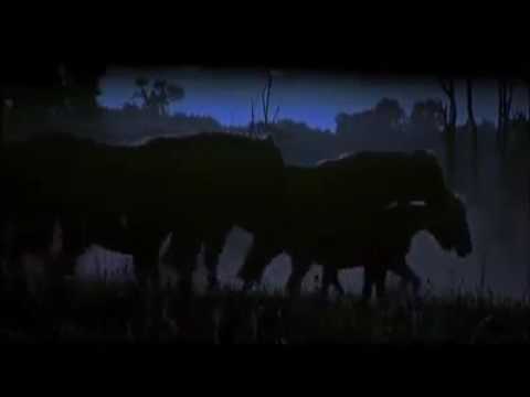 Saudade do campo cavalos crioulo