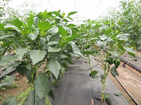 HARD PRUNING OUR GREENHOUSE BELL PEPPERS (3 branch system)