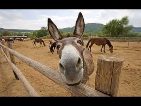 Soul Hunter - You're A Better Man Than I