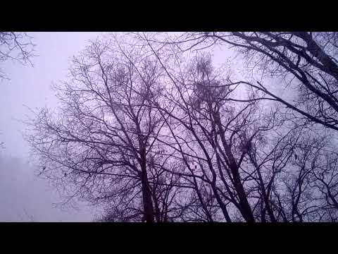 Noční Procházka Lesem