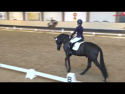 Ironman Black M v. Asgard's Ibiza - Weltmeyer - Cornus