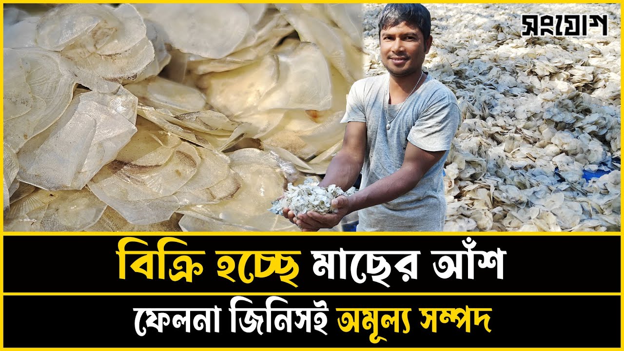 সবাই মাছ কেনে! হরিশ চন্দ্র খোঁজে মাছের আঁশ!