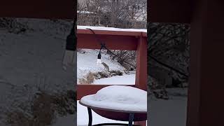 これキツネですよね？