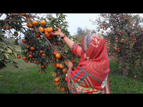My First Visit to Orange Farm || 6.9 Million Tons Of Oranges In America Are Harvested This Way
