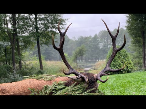 Masuren zur Hirschbrunft