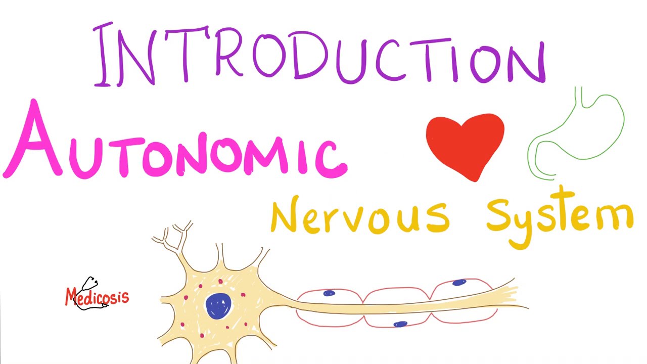 Autonomic Nervous System