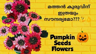 സുന്ദരി മത്തൻ കുരു..../Pumpkin Seeds Flower Bouquet/Amazon Review/Seeds Craft