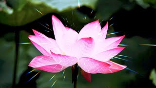 Relaxing when the flowers are in bloom.#shorts (@Sons Que Relaxam News )