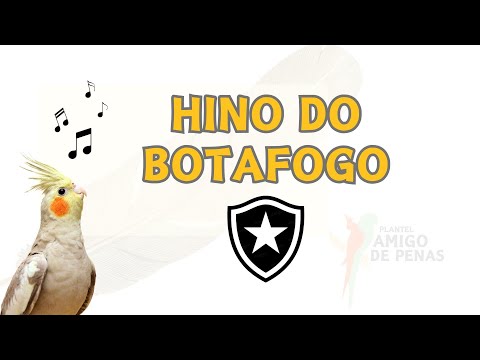 HINO DO BOTAFOGO - TREINAMENTO PARA CALOPSITA