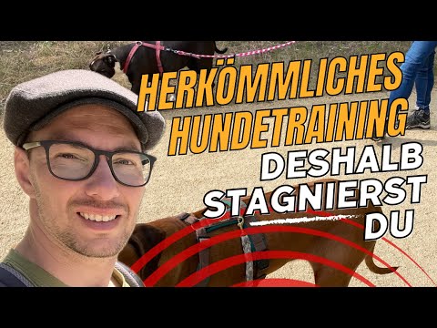 Vor-Ort Hundetraining: Warum du damit nicht weiter kommst