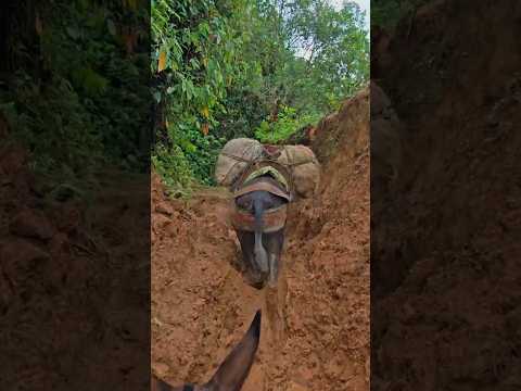 las trochas que recorren mulas y arrieros en santa Cecilia Risaralda municipio de Pueblo Rico #campo