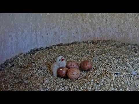UCFC - Lizzie's legacy lives on - we have a hatch 🐣 05/12/2026