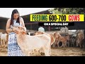 Feeding 600-700 Gau Mata on a Special Day😇DAY 13✅ 30 DAYS CHALLENGE🔥- Kirti Mehra