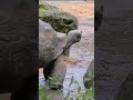 A Tortoise S Walk