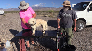 Testing Water Pumps by Washing Dogs