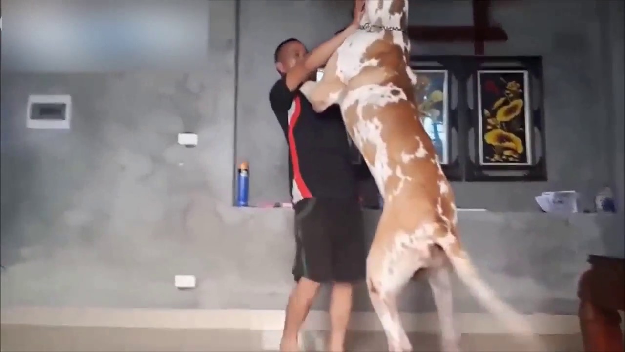 【動物】大きすぎる犬!？ペットと言うよりも･･･。怪物？【仰天】