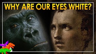 Why Are Human Eyes White? | The Cooperative Eye Hypothesis – Wrong?