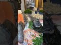 London Fish Market Shorts Fishmarket Fish London England Market Travelgram Dailyshorts Uk