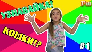 Интересные факты о кошках!
