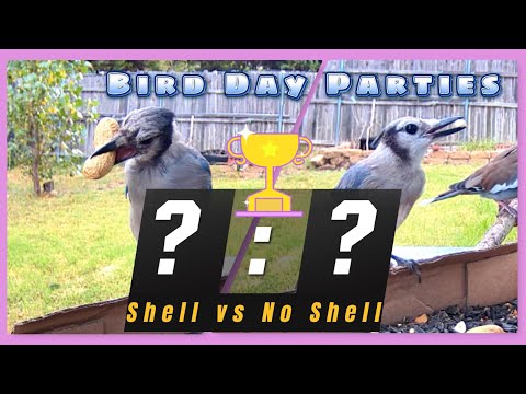Attracting Blue Jays: To Shell or Not to Shell (Peanuts)?  😂