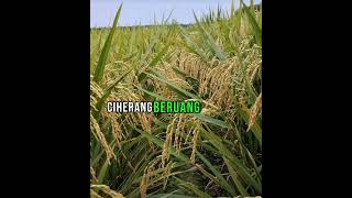 Download lagu PETANI PADI wajib tahu rekomendasi bibit padi musim penghujan #petani #padi ciherang beruang mp3 Download lagu PETANI PADI wajib tahu rekomendasi bibit padi musim penghujan #petani #padi ciherang beruang mp3