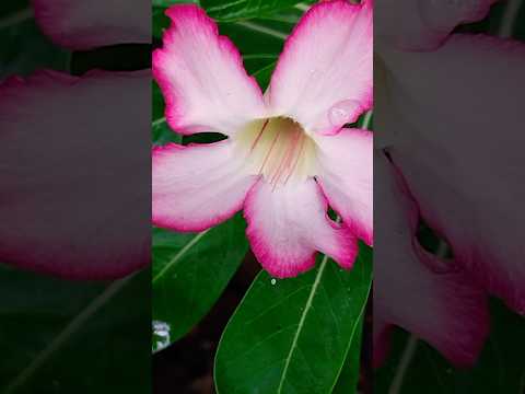 🌸pink blossom 🌸