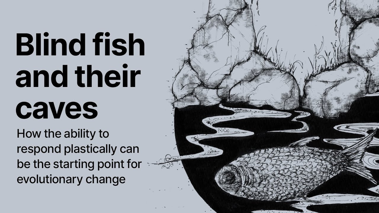 Blind fish and their caves