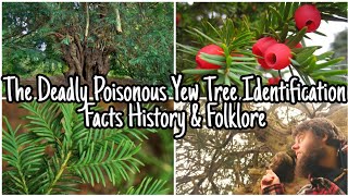 The Yew Tree: The Tree Of Death & Rebirth ☠️ Deadly Toxic - Facts - History & Folklore ☠️