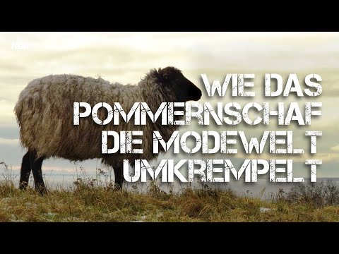 , title : 'Wie das Pommernschaf die Modewelt umkrempelt | Nordwolle Rügen'