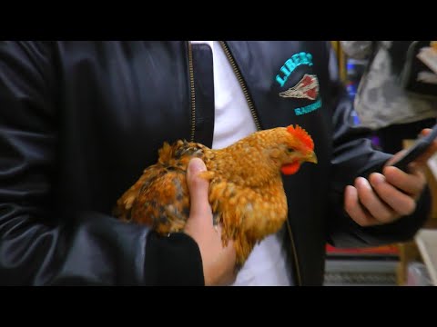 No Ur, Romeo Don’t Die - BOBOTA (Prod. by Jamvvis & Cloudkast)