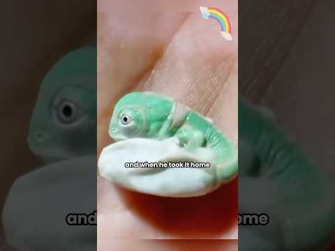 You never know what creature will appear from an egg. #shortvideo #Animal#shorts#Chameleon #Pet