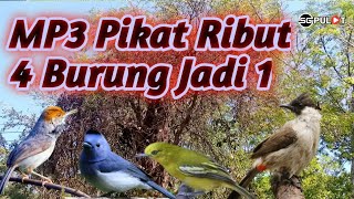 Download lagu Ribut‼️,Kutilang,Kehicap Ranting,Prenjak Cenenet,Cipoh,Suara Pikat 4 Burcil Ribut mp3