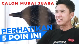 Download lagu How to Choose a Champion Murai Batu Candidate - Roni Sarikat mp3