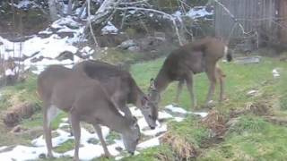 preview picture of video 'Deer Visitors.m4v'