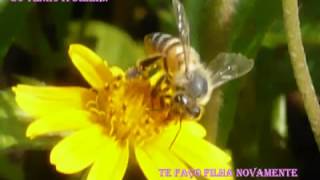 I will always love you de Richard Clayderman