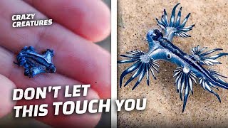 Top Animals That You Shouldn’t Touch