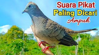Download lagu Perkutut Pikat Gacor SUARA AMPUH MEMANGGIL Lawan Agar Bunyi mp3