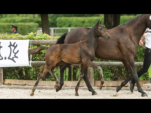 Nr. 57   Stutfohlen "Fiorella" von Blanc Pain - Kentucky