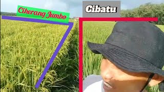 Download lagu Ciherang VS Cibatu mana yang unggul mp3 Download lagu Ciherang VS Cibatu mana yang unggul mp3